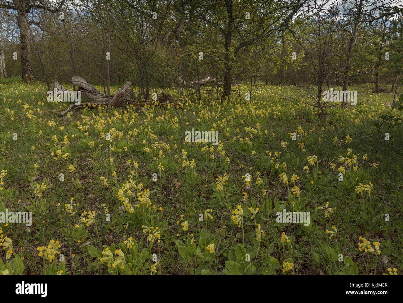 Primula veris Cowslips, prairie fleurie, en bois de chêne, en Loode, Saaremaa Estonie. Banque D'Images