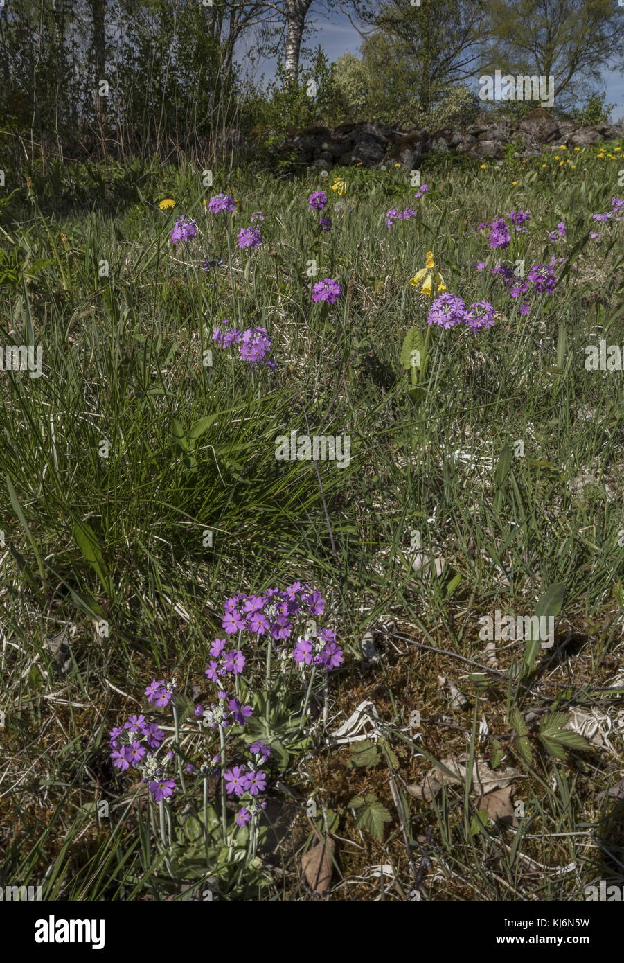 Primevère Laurentienne, primula farinosa, en fleurs en prairie humide, au printemps. Banque D'Images