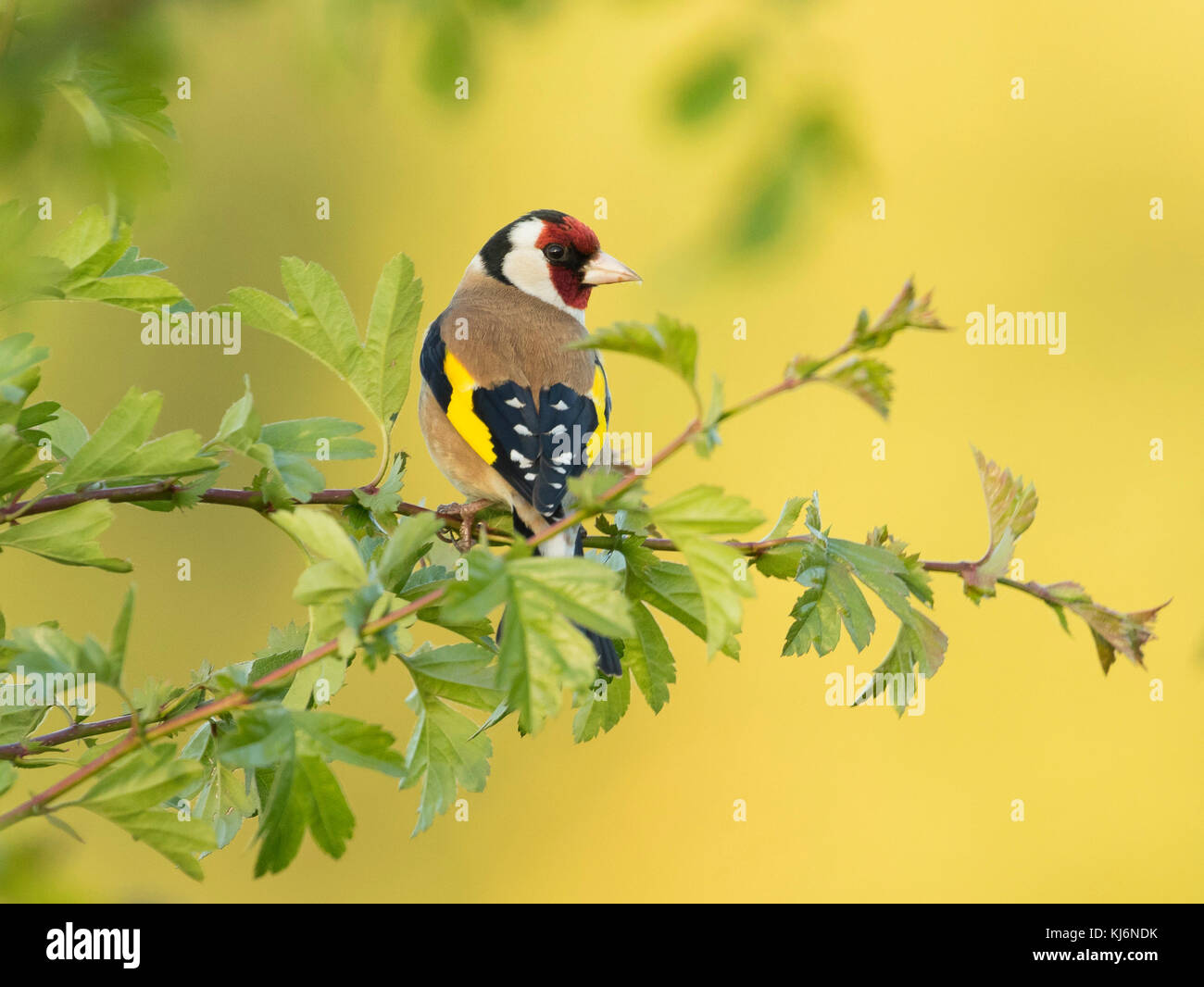 Goldfinch Carduelis carduelis Banque D'Images