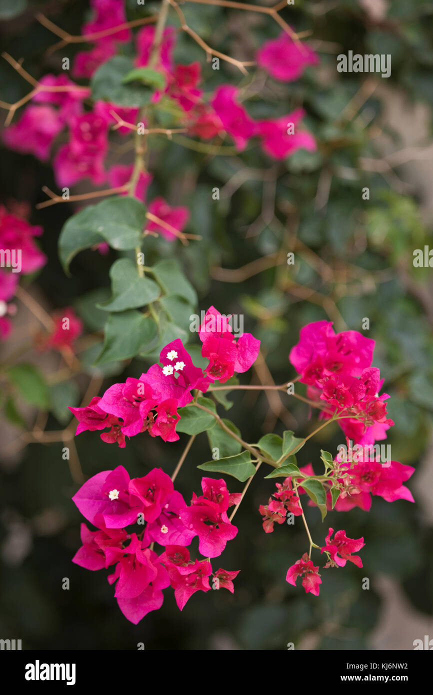 De couleur cerise de bougainvilliers, Espagne Banque D'Images