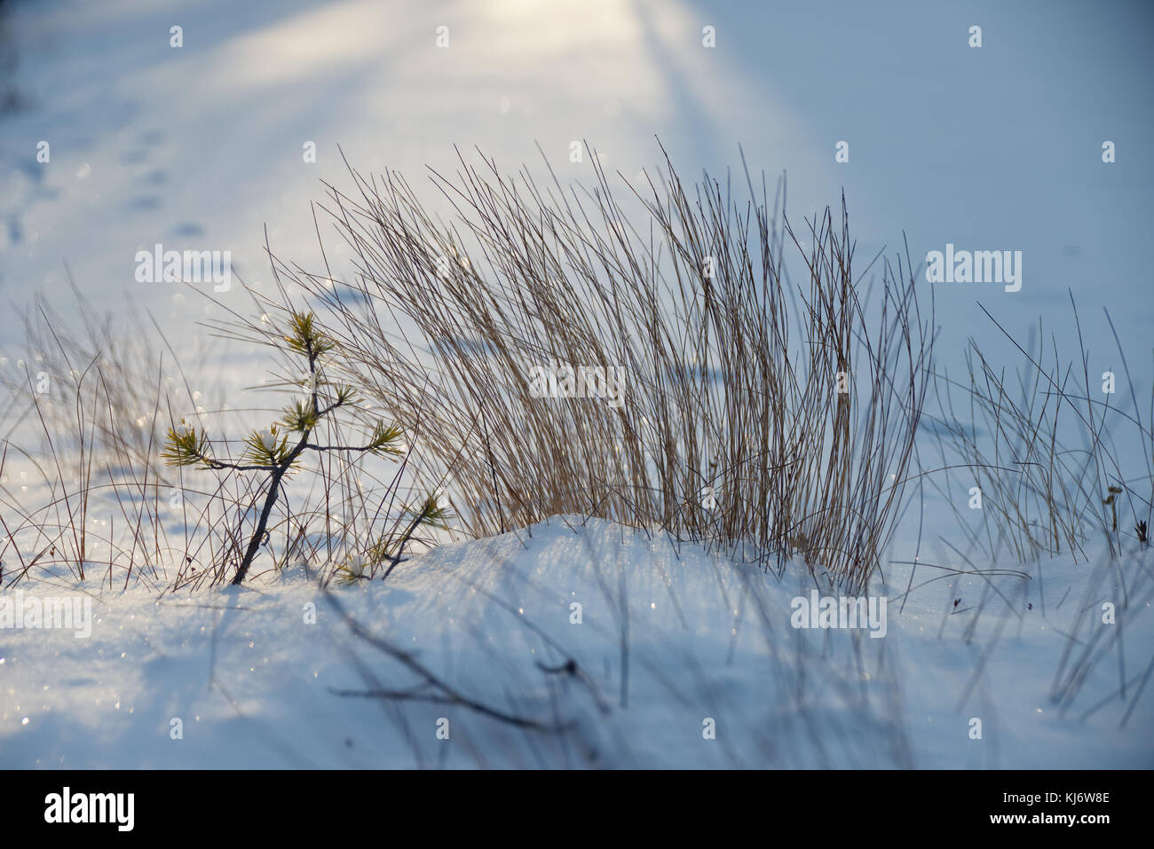 Végétation qui colle à travers la première neige de l'hiver avec le soleil couchant comme un contre-jour. Banque D'Images
