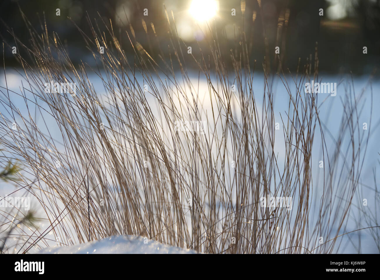 Végétation qui colle à travers la première neige de l'hiver avec le soleil couchant comme un contre-jour. Banque D'Images