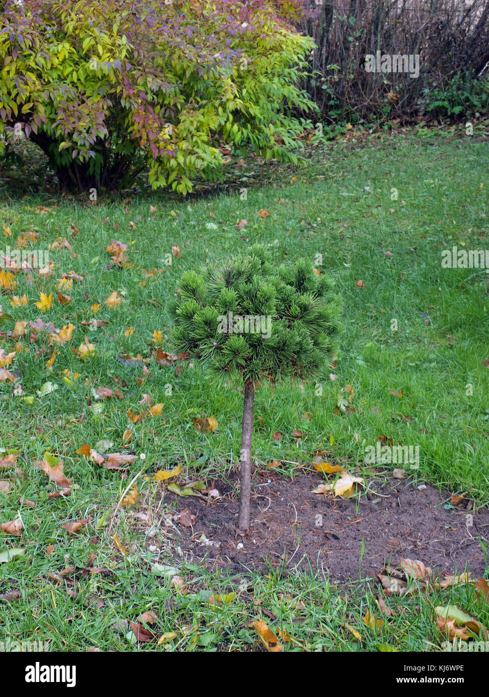 Petit arbre de pin Banque de photographies et d'images à haute