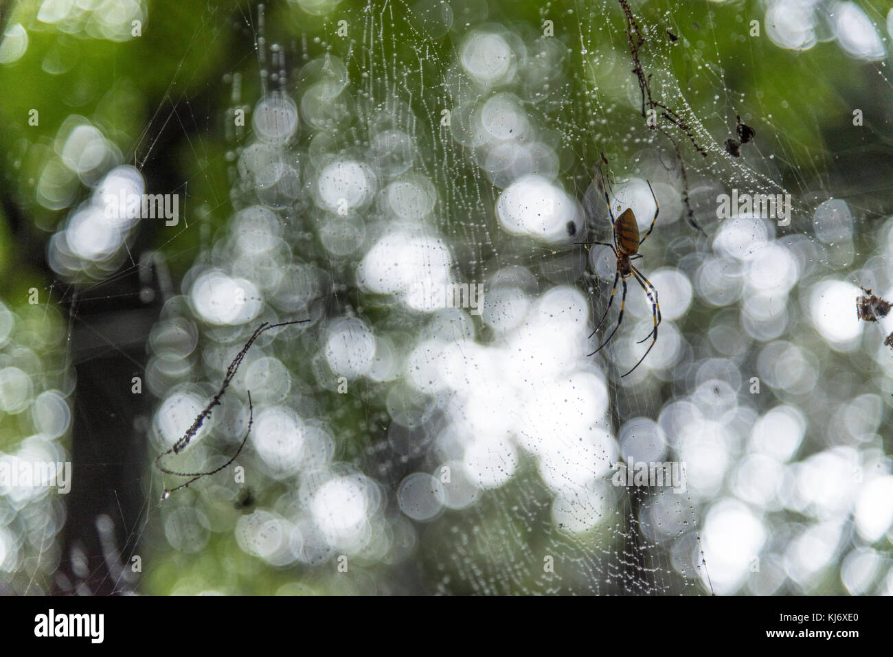 L'Araignée géante sur spider web avec arrière-plan flou Banque D'Images