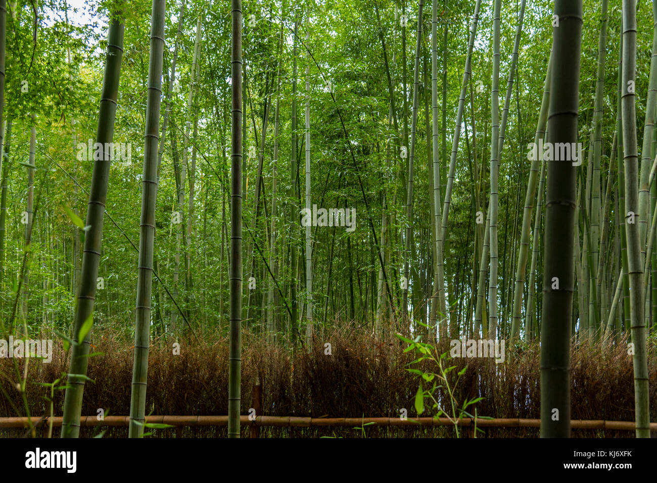 Célèbre forêt de bambous d'Arashiyama à Kyoto , Banque D'Images