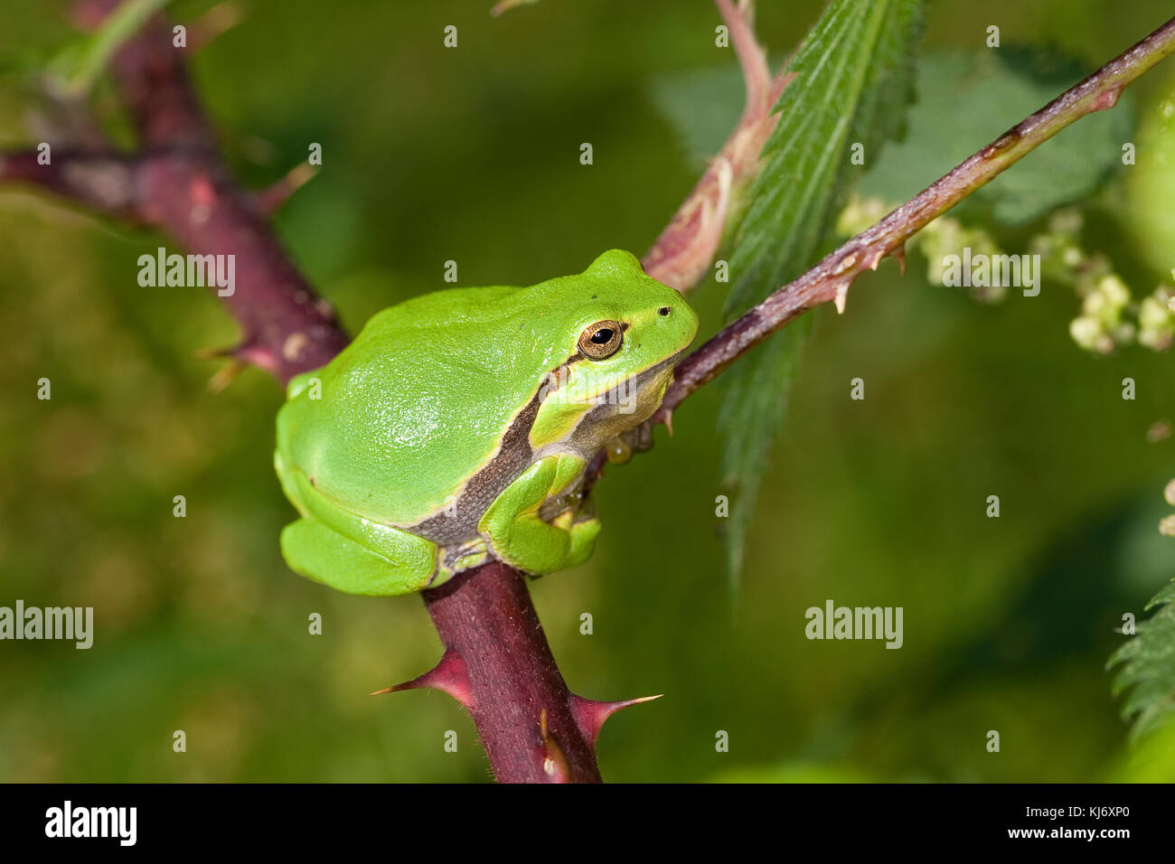 Europäischer Laubfrosch sonnt sich auf einer Brombeerranke, Laub-Frosch, Frosch, Hyla arborea, grenouille européenne, grenouille-trèche, tr Europe centrale Banque D'Images