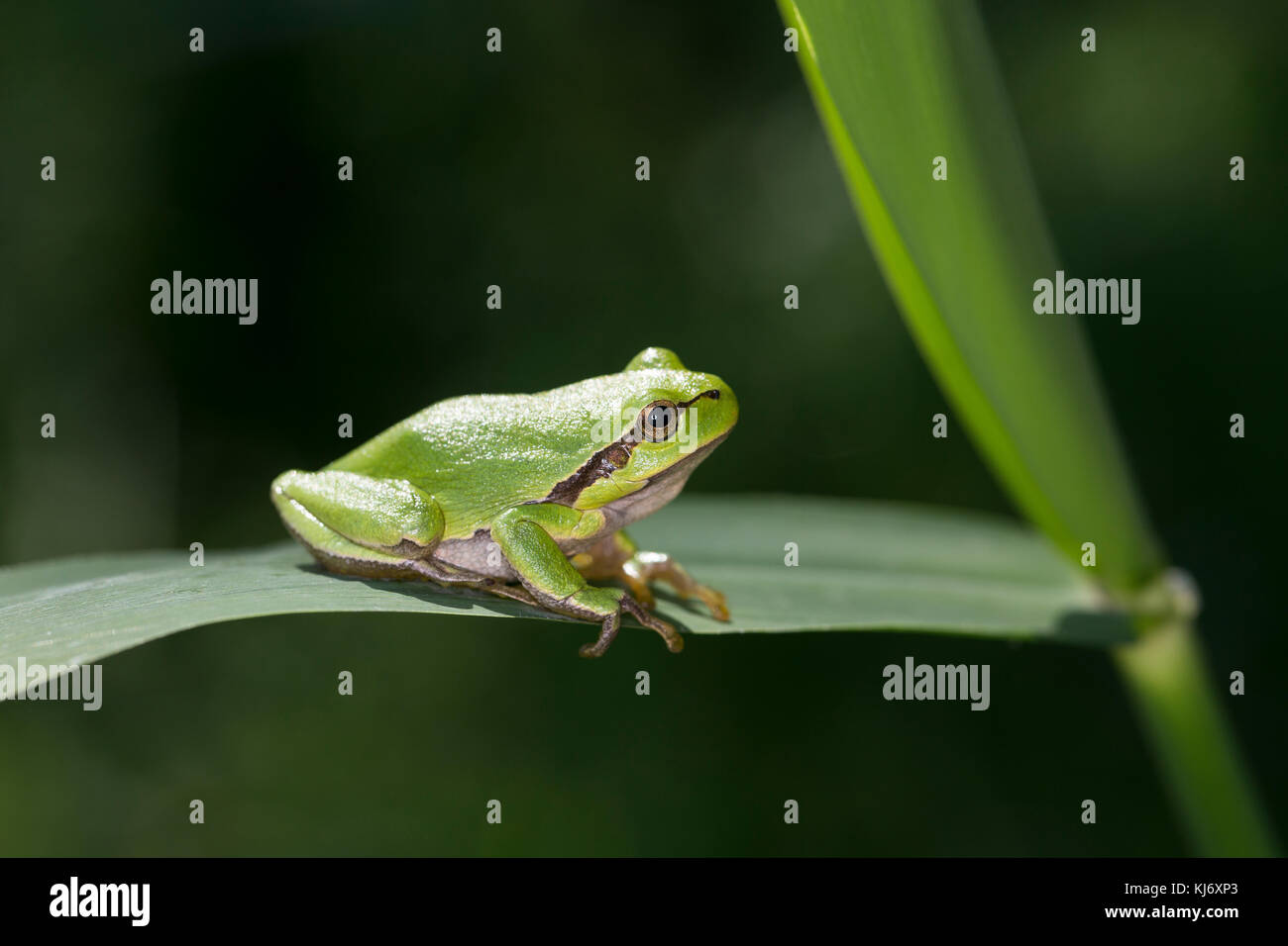 Europäischer Laubfrosch sonnt sich, Laub-Frosch, Frosch, Hyla arborea, grenouille-arbre européenne, grenouille-arbre, grenouille-arbre d'Europe centrale Banque D'Images