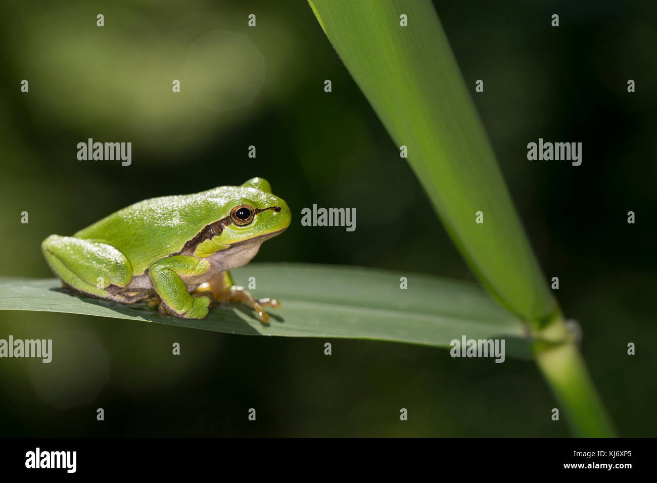 Europäischer Laubfrosch sonnt sich, Laub-Frosch, Frosch, Hyla arborea, grenouille-arbre européenne, grenouille-arbre, grenouille-arbre d'Europe centrale Banque D'Images