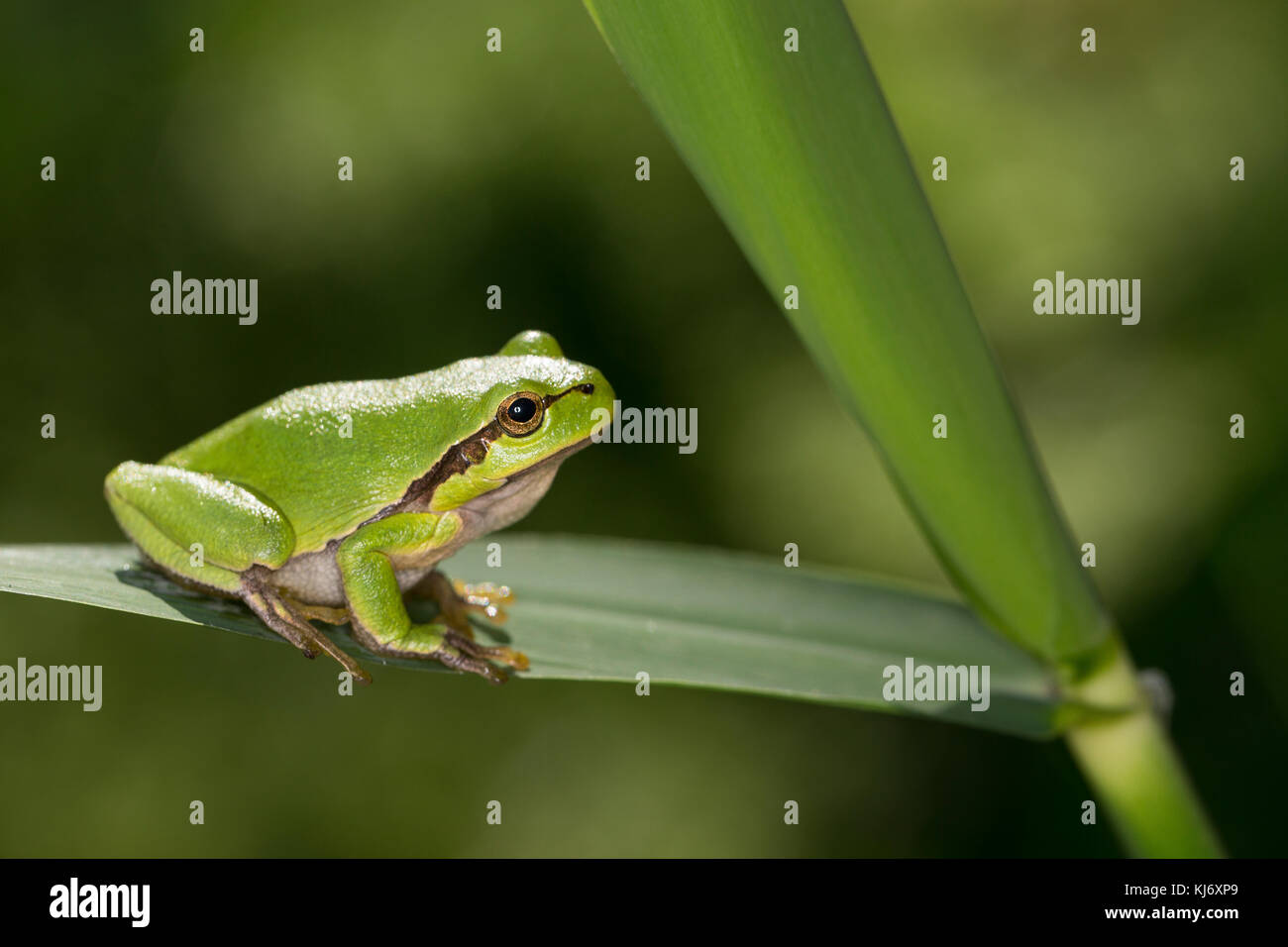 Europäischer Laubfrosch sonnt sich, Laub-Frosch, Frosch, Hyla arborea, grenouille-arbre européenne, grenouille-arbre, grenouille-arbre d'Europe centrale Banque D'Images