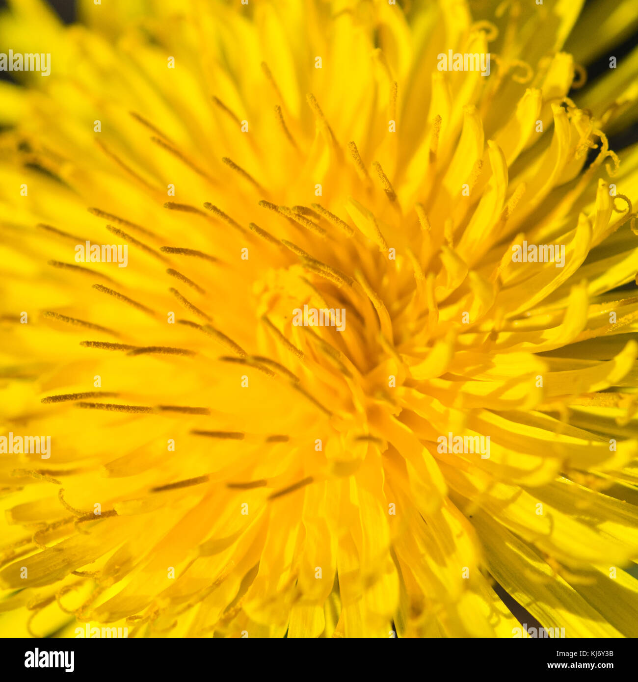 Un plan macro sur une fleur de pissenlit. Banque D'Images