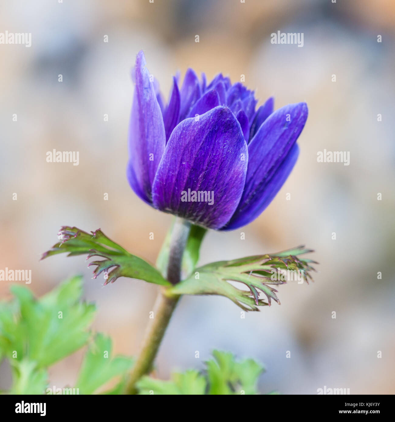 Un plan macro sur une anémone violette bourgeon floral Photo Stock - Alamy