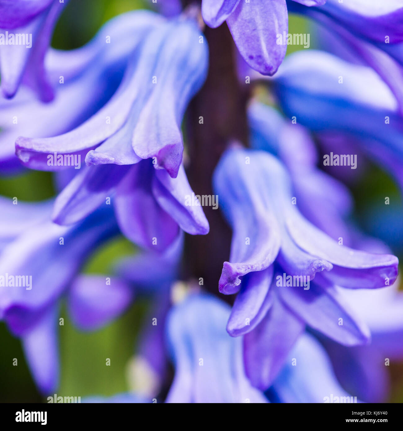 Un plan macro sur une fleur jacinthe bleu de Delft. Banque D'Images