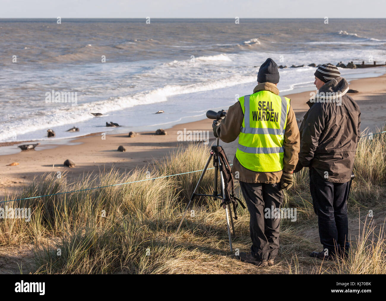 Directeur du joint veille sur la colonie de phoques gris à Horsey Gap, Norfolk, Banque D'Images