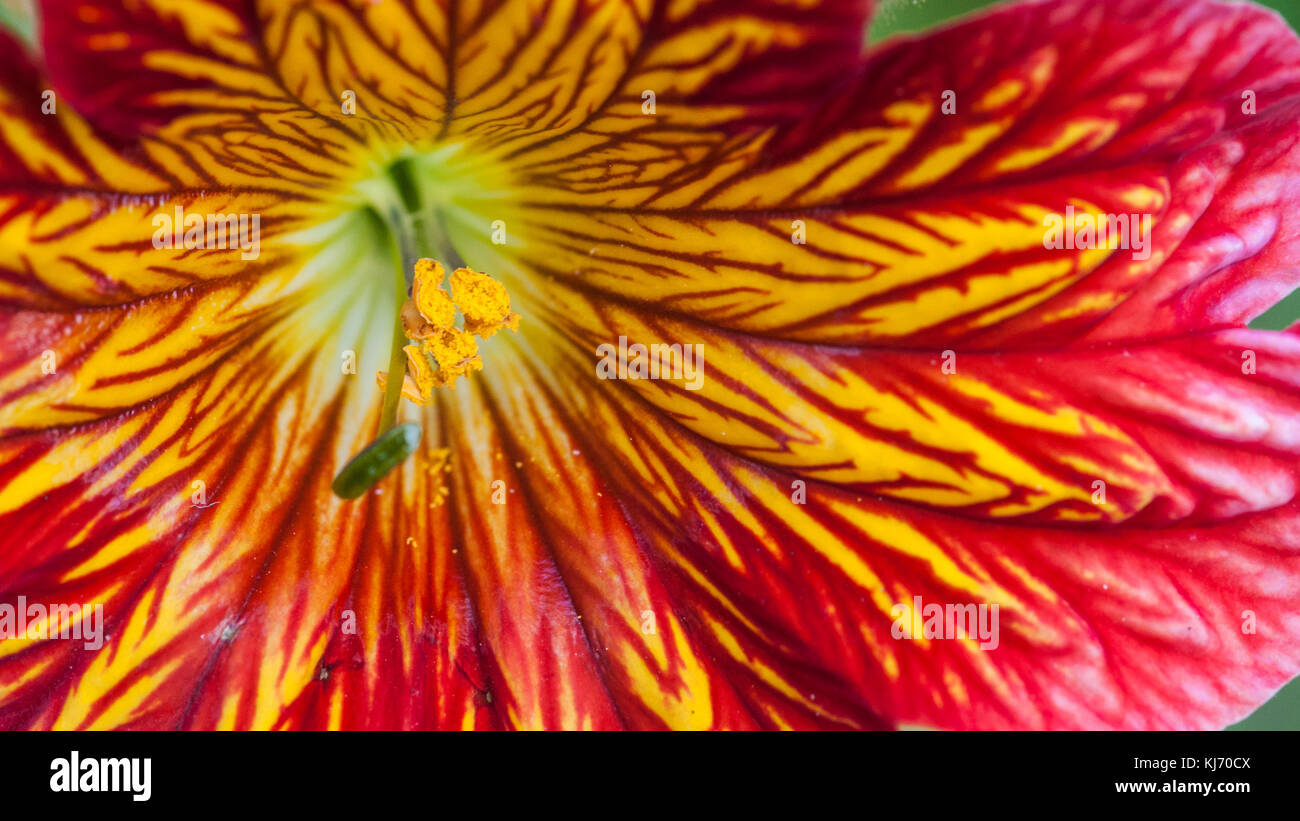 Les motifs d'une rouge et jaune salpiglossis fleurs. Banque D'Images