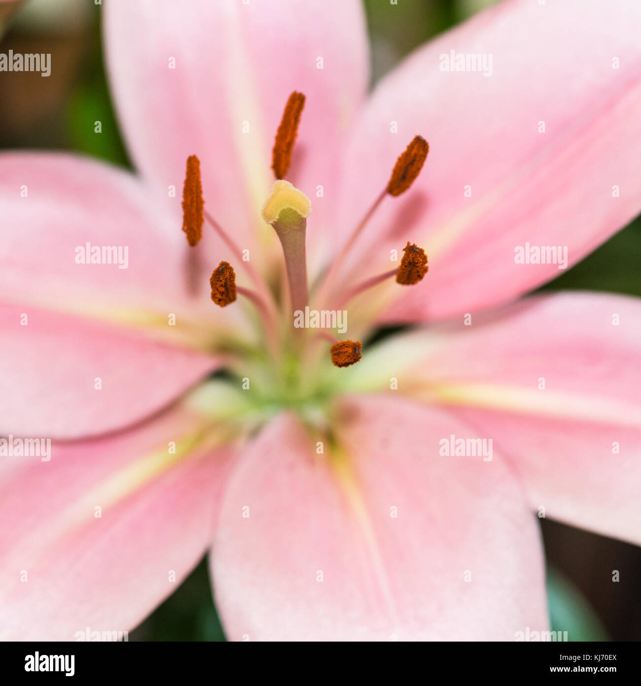 Une macro shot d'un oriental lily. Banque D'Images