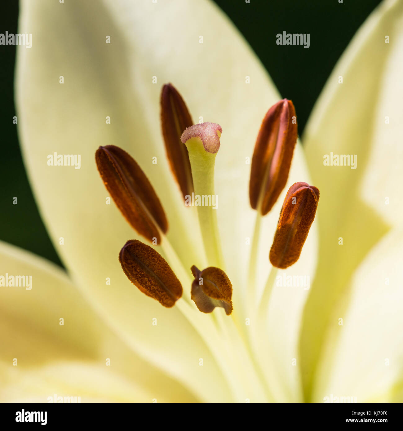 Un plan macro sur une lily oriental de couleur crème. Banque D'Images