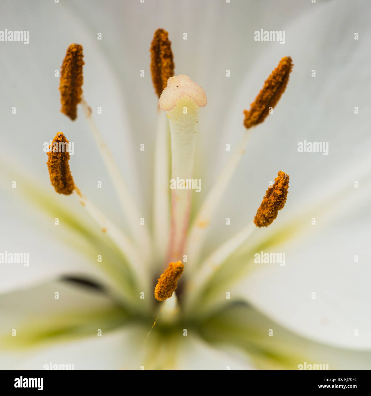 Un plan macro sur une fleur de lys oriental blanc. Banque D'Images