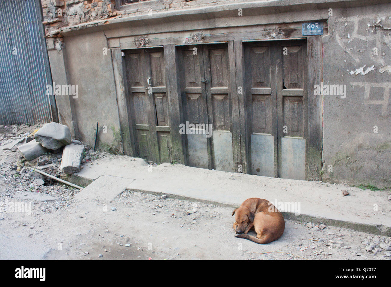 Un chien errant dans Thamel, Katmandou. après le tremblement de terre au Népal. Banque D'Images
