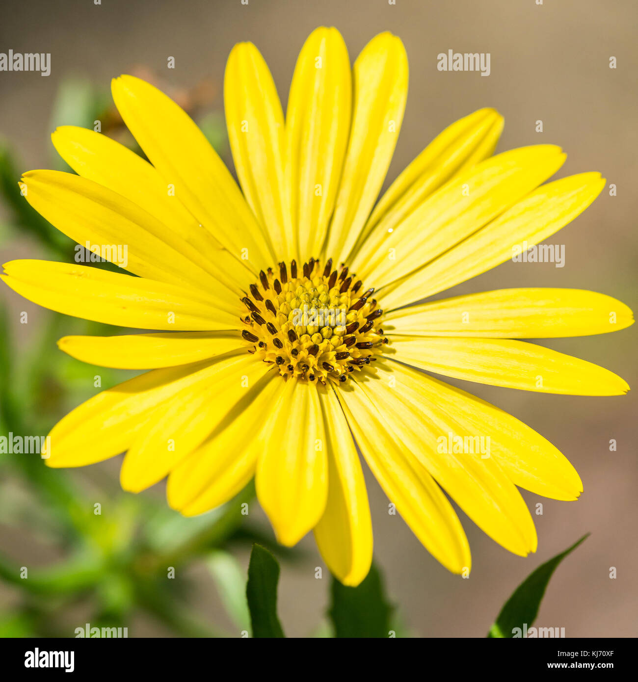 Un plan macro sur une fleur osteospermum jaune. Banque D'Images