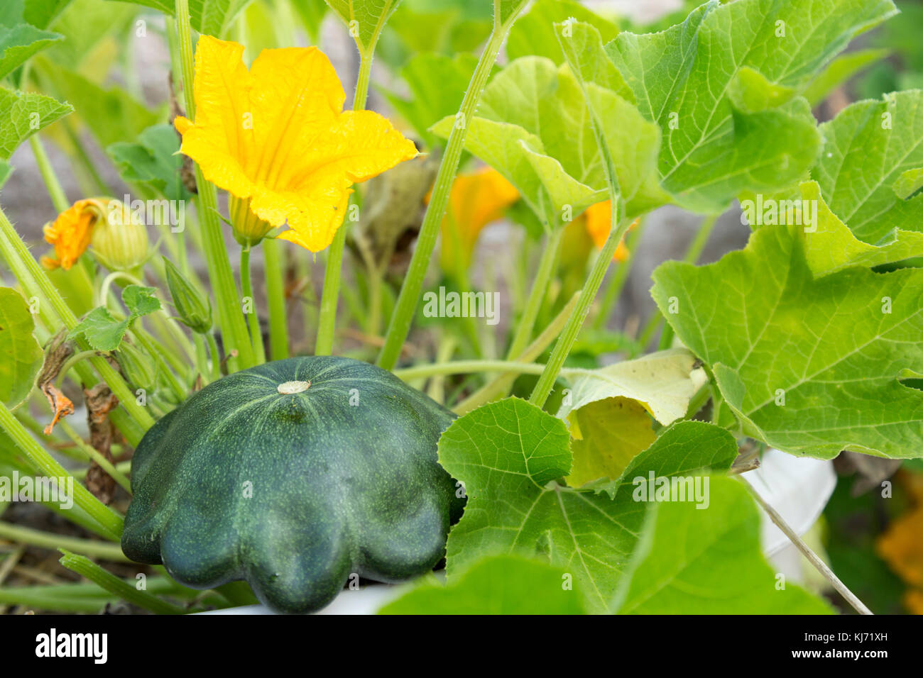 Patty pan squash organique sur la vigne Cedar Crest Lodge, Pleasanton, California, USA Banque D'Images Patty pan squash organique sur la vigne Cedar Crest Lodge, Pleasanton, California, USA Banque D'Images