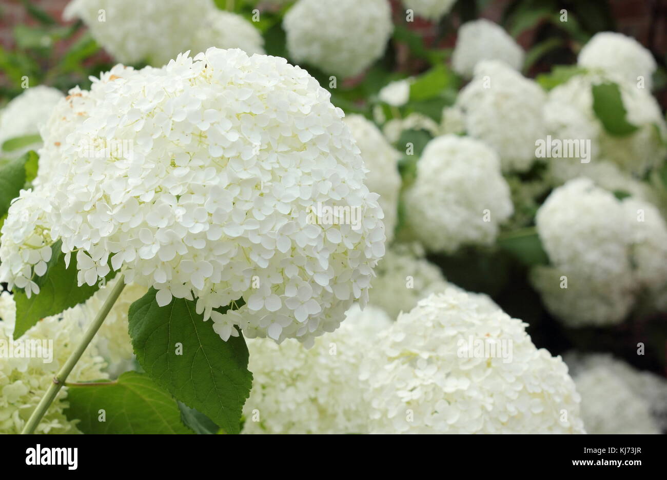 L'Hydrangea arborescens 'Annabelle' affichant de grandes fleurs voyantes par un beau jour d'été (août), Royaume-Uni Banque D'Images