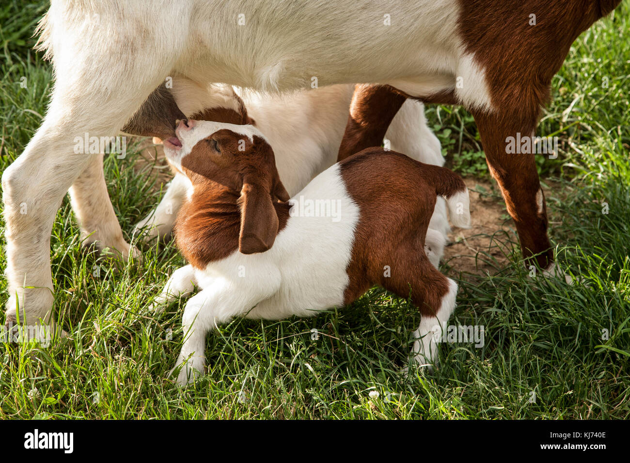 Bebe Chevre Banque D Image Et Photos Alamy Bebe Chevre Banque D Image Et Photos Alamy