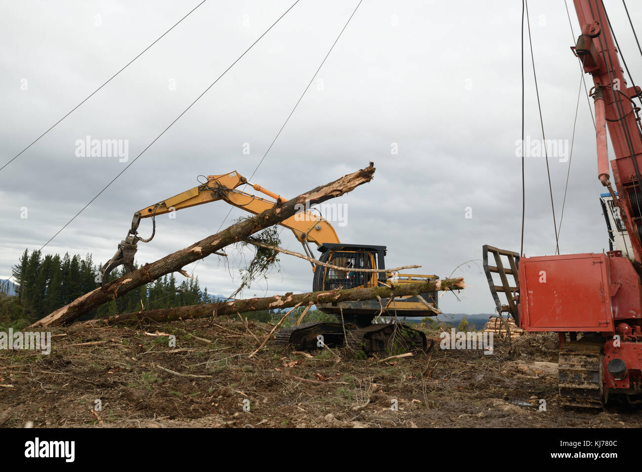 Pilote un creuseur capture un log en haut de la zone à un transporteur site d'exploitation forestière Banque D'Images