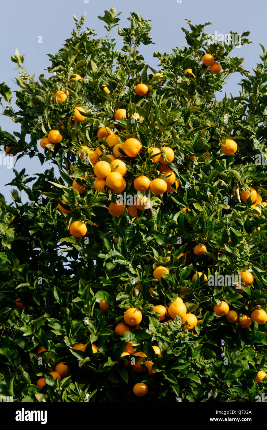 Arbre arbres poussent de plus en plus orange agrumes fruits dans street à tenerife espagne espagnol oranges Banque D'Images