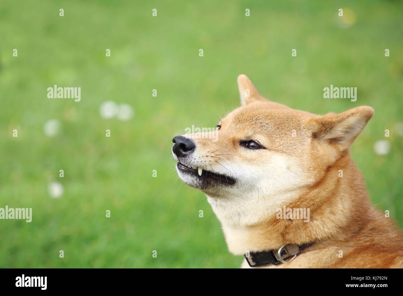 Le Shiba Inu chien montre les dents et grogne Photo Stock - Alamy