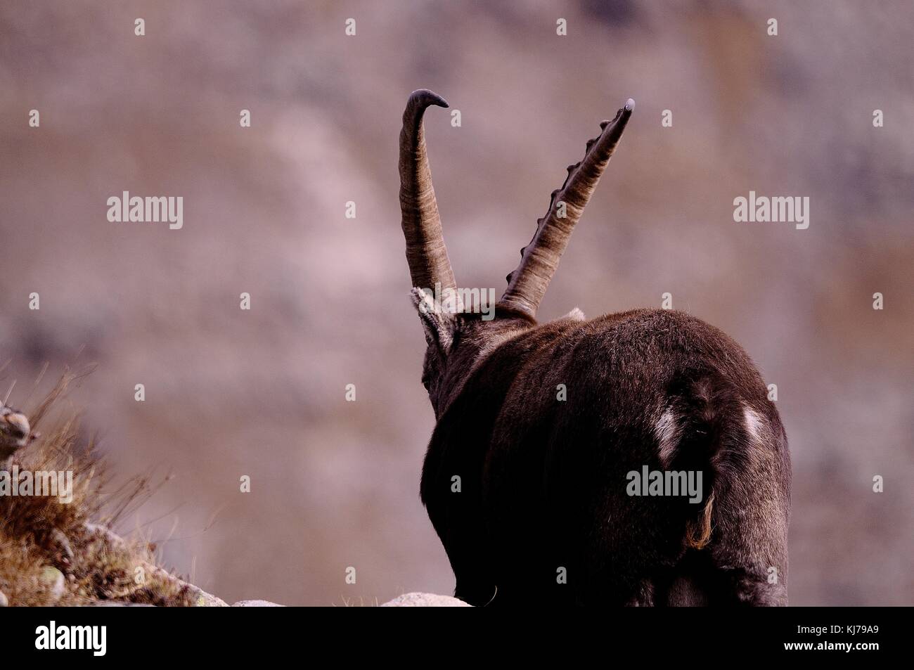 Photo de Bouquetin Banque D'Images