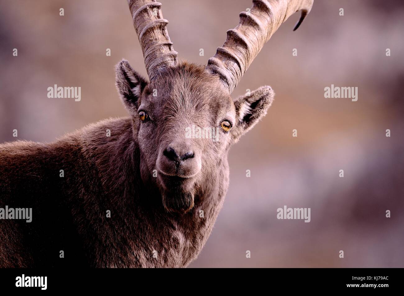 Photo de Bouquetin Banque D'Images