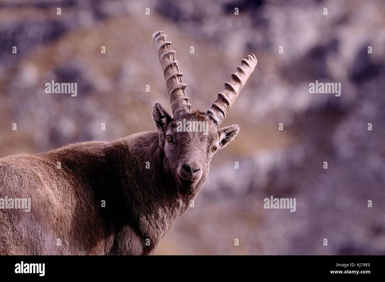 Photo de Bouquetin Banque D'Images