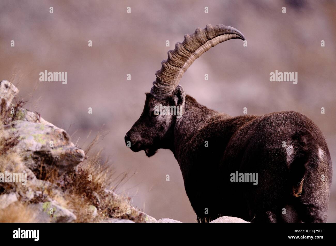 Photo de Bouquetin Banque D'Images