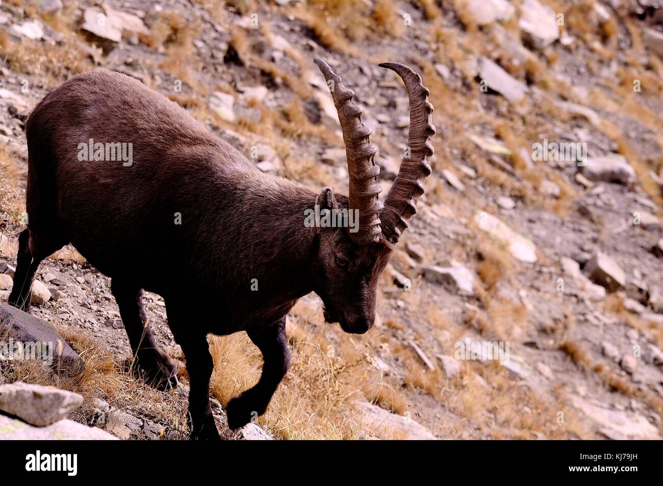 Photo de Bouquetin Banque D'Images