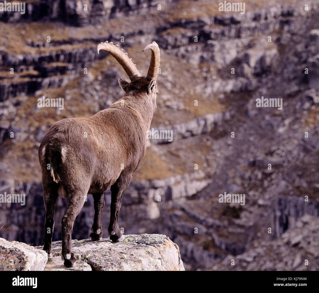 Photo de Bouquetin Banque D'Images