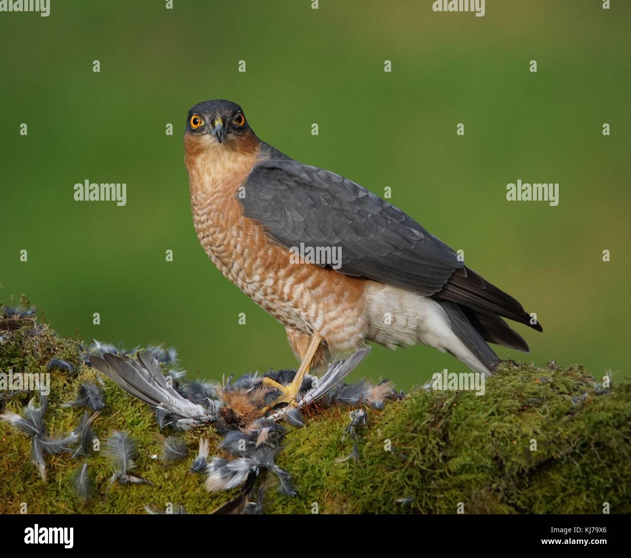 Fauve et de plumes Banque D'Images