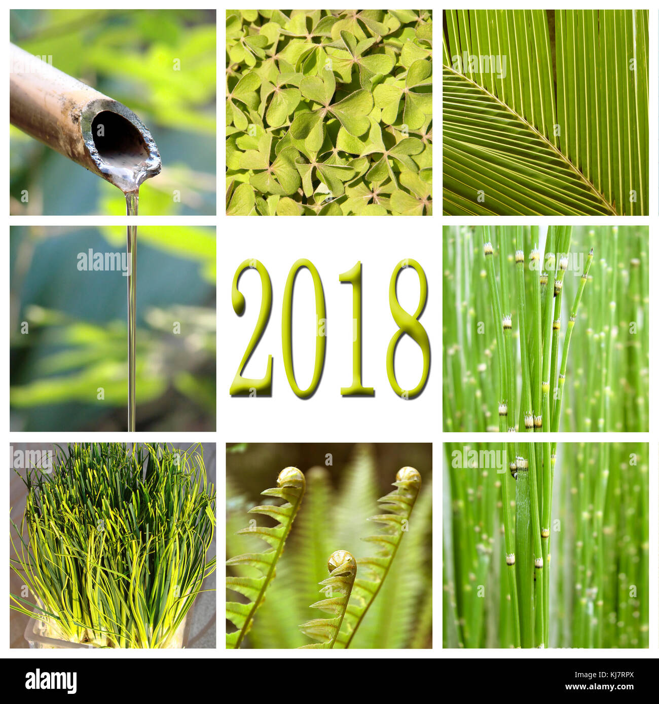 En 2018, la végétation verte collage Banque D'Images