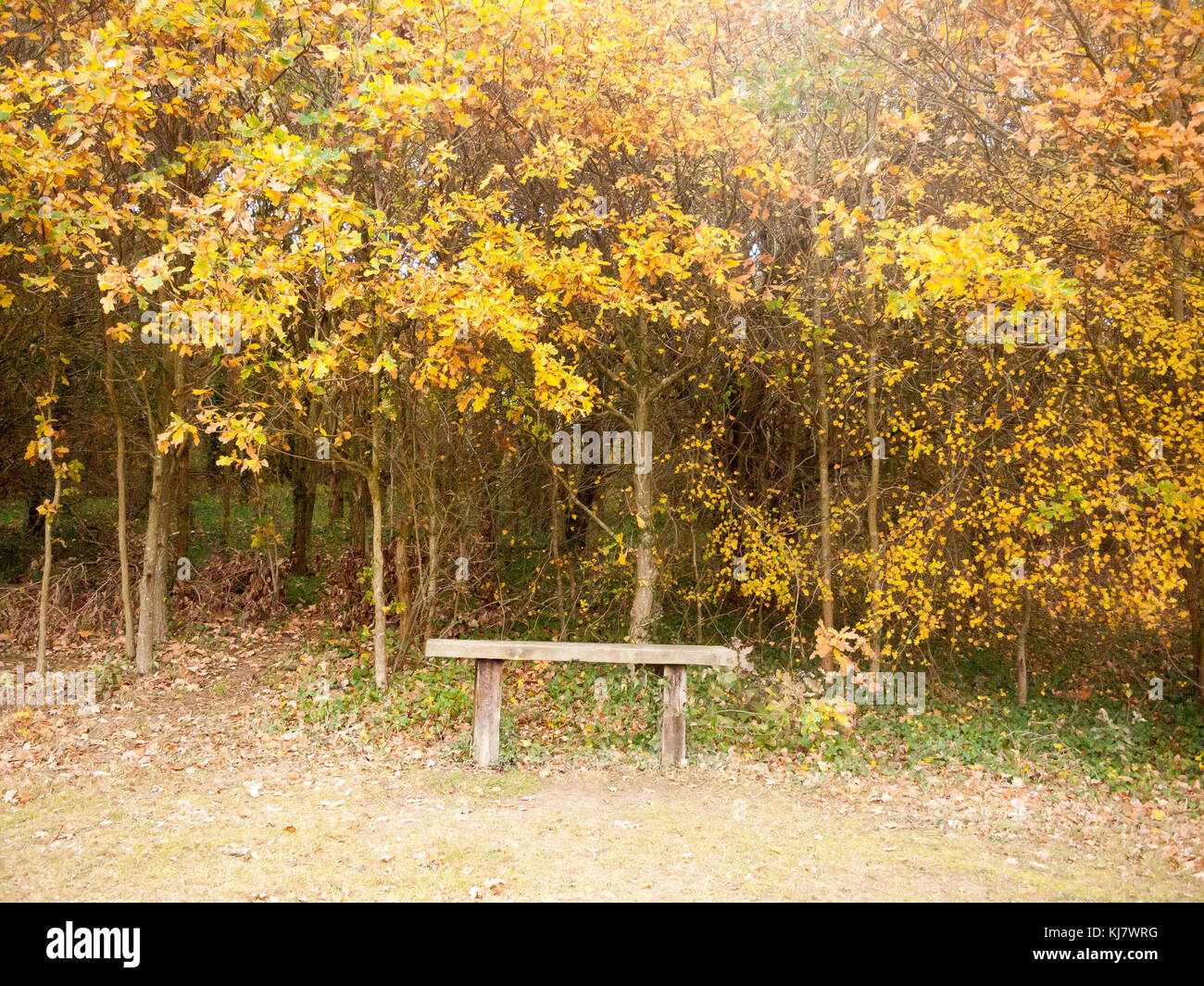 Belle golden orange feuilles au-dessus de la paix banc vide la solitude, l'essex ; Angleterre ; uk Banque D'Images