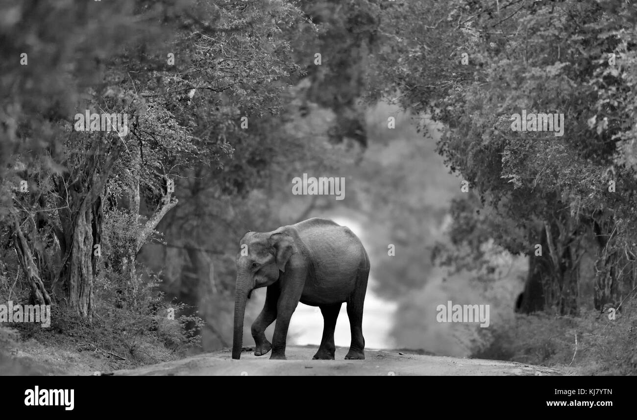 L'éléphant du Sri Lanka sur la route. L'éléphant sri-lankais (Elephas maximus maximus) photo en noir et blanc. Banque D'Images
