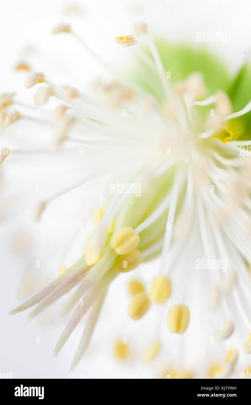 HELLEBORUS NIGER Banque D'Images