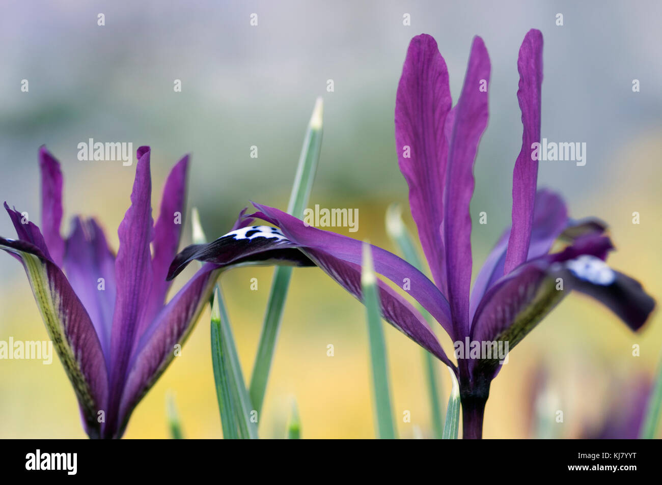IRIS RETICULATA PAULINE Banque D'Images