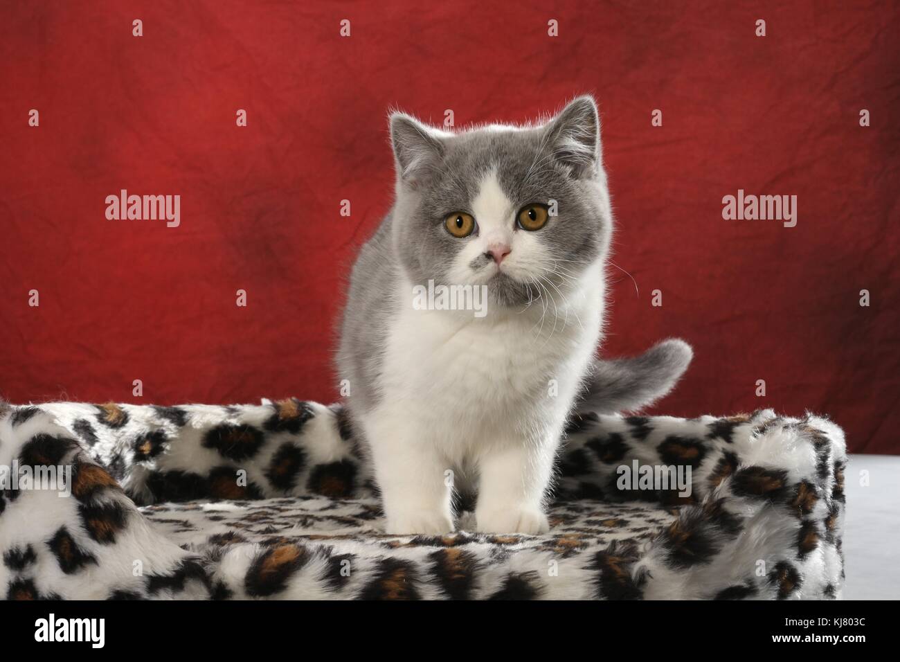 Chaton British shorthair, bleu blanc Banque D'Images