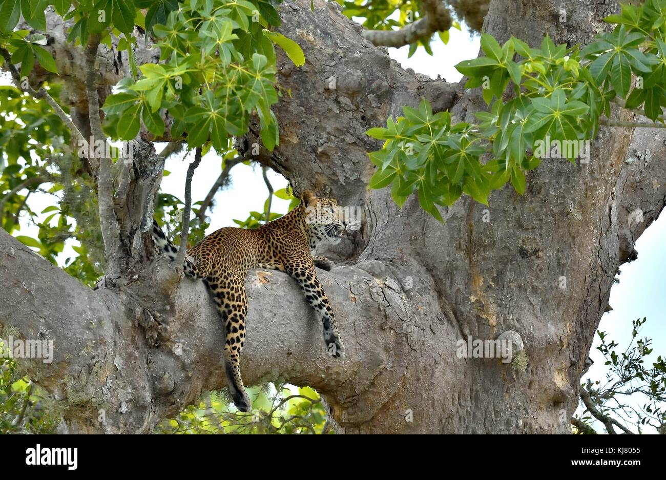 Leopard sur un arbre. l'armée sri-lankaise leopard (Panthera pardus kotiya) Banque D'Images