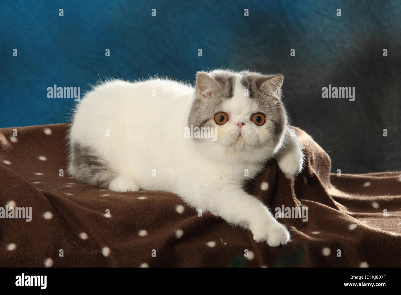 Exotic shorthair tabby, noir, blanc, couché harlekin Banque D'Images