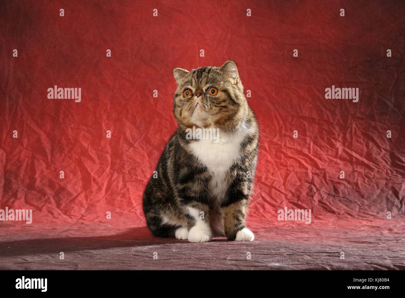 Exotic shorthair tabby noir, blanc, assis Banque D'Images