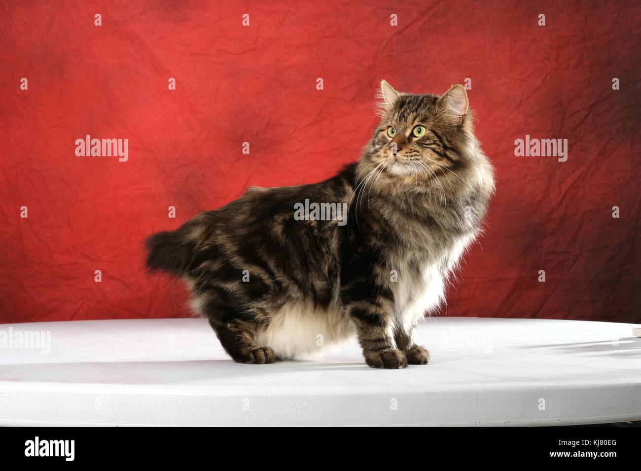 Chat domestique, Kurilian Bobtail, Comité permanent Banque D'Images