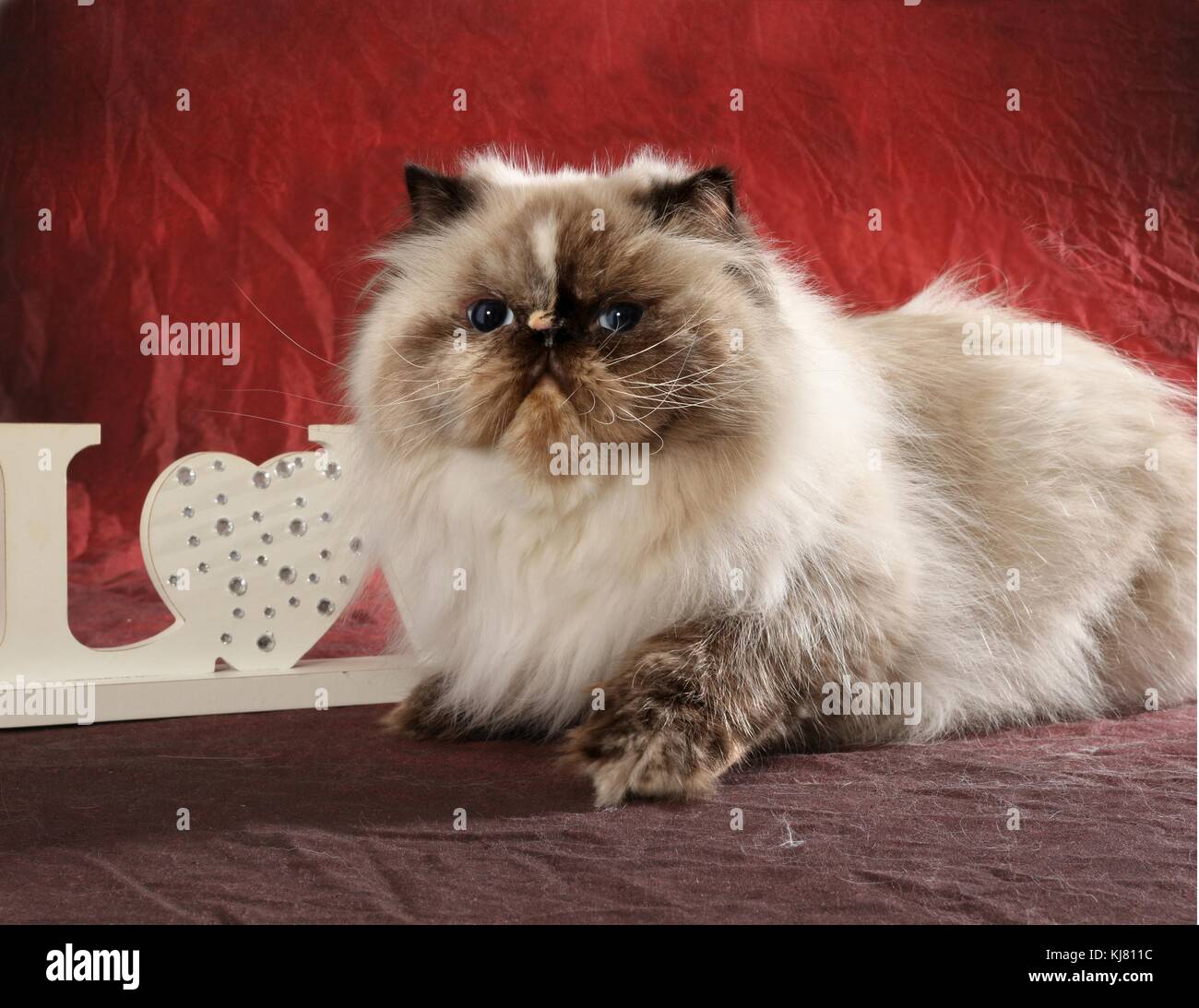 Himalayan Persan Banque D Image Et Photos Alamy Himalayan Persan Banque D Image Et Photos Alamy