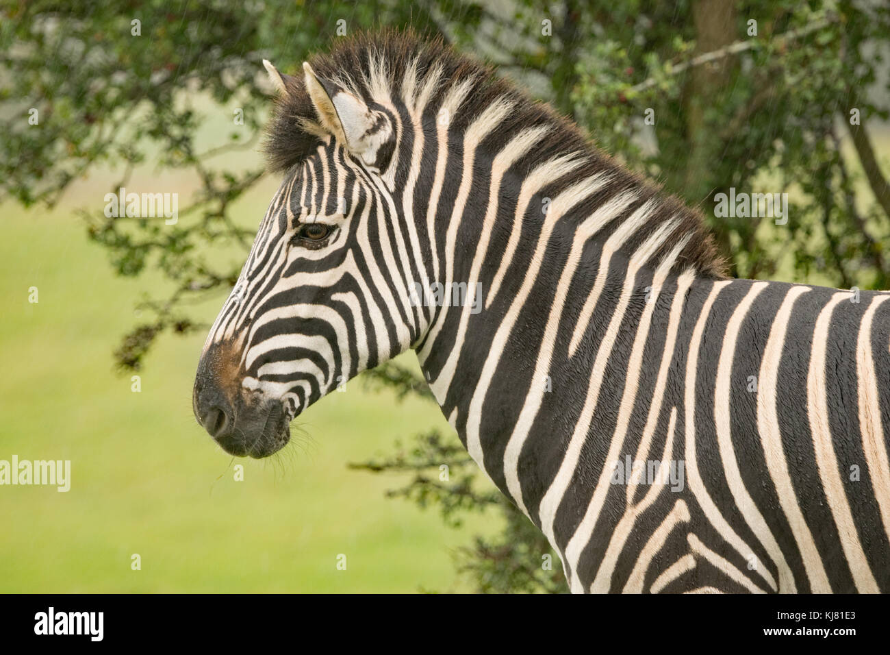 Chapmans zebra à Port Lympne Wildlife Park dans le Kent Banque D'Images