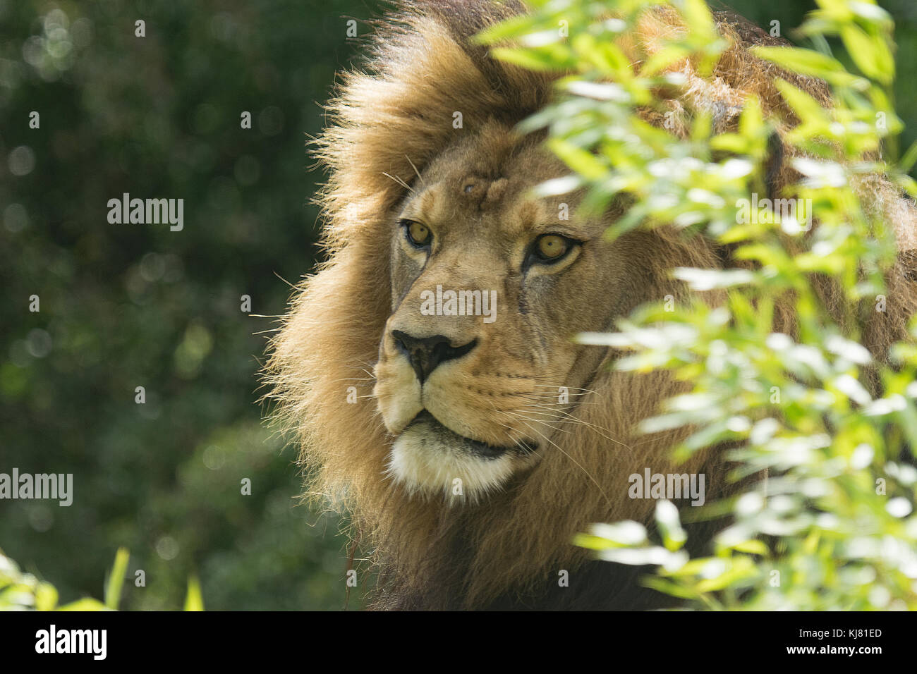 'MILO'. Lion de Barbarie à Port Lympne. Ces lions sont éteints à l'état sauvage Banque D'Images