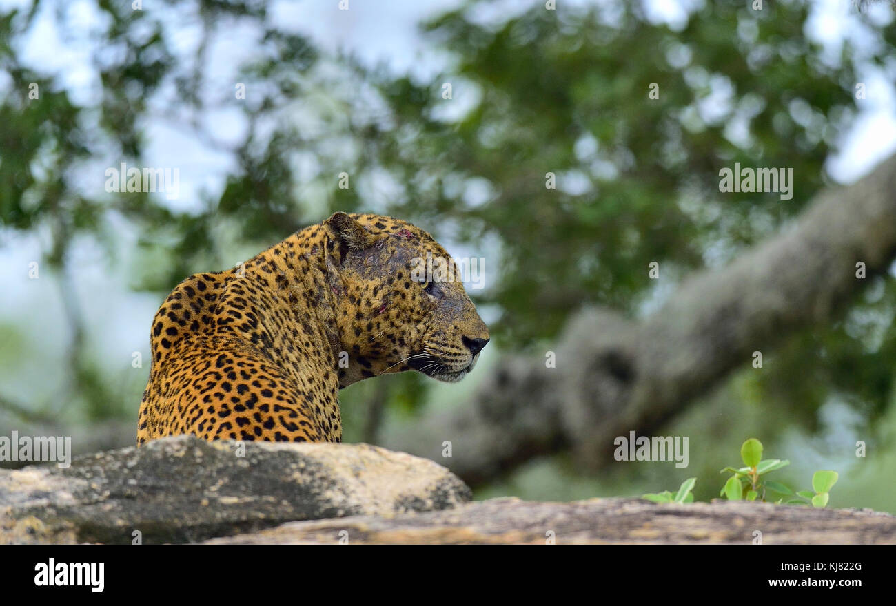 Vieux mâle léopard avec des cicatrices sur le visage se trouve sur le rocher. l'armée sri-lankaise leopard (Panthera pardus kotiya) mâle. Banque D'Images